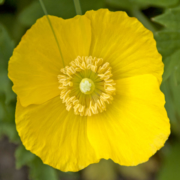 stylophorum-diphyllum-wood-poppy-celandine-poppy