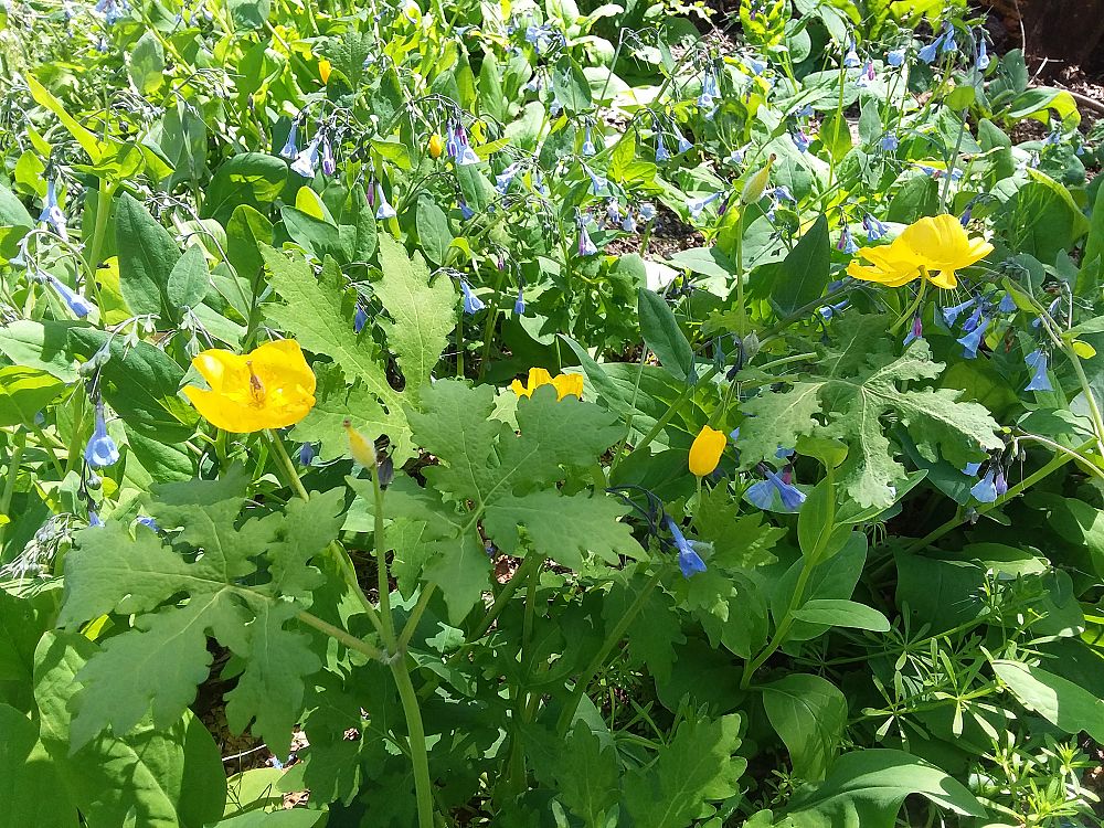stylophorum-diphyllum-wood-poppy-celandine-poppy