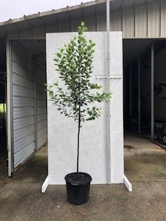 styrax-americanus-american-snowbell