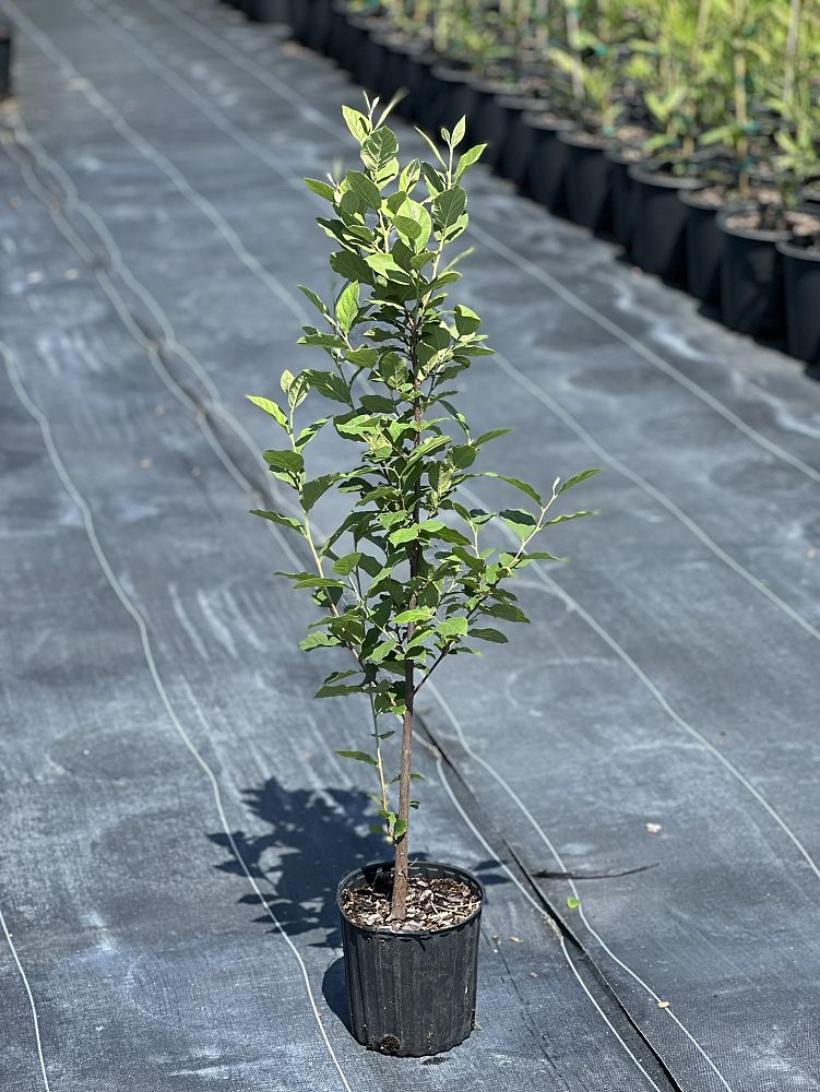 styrax-americanus-american-snowbell