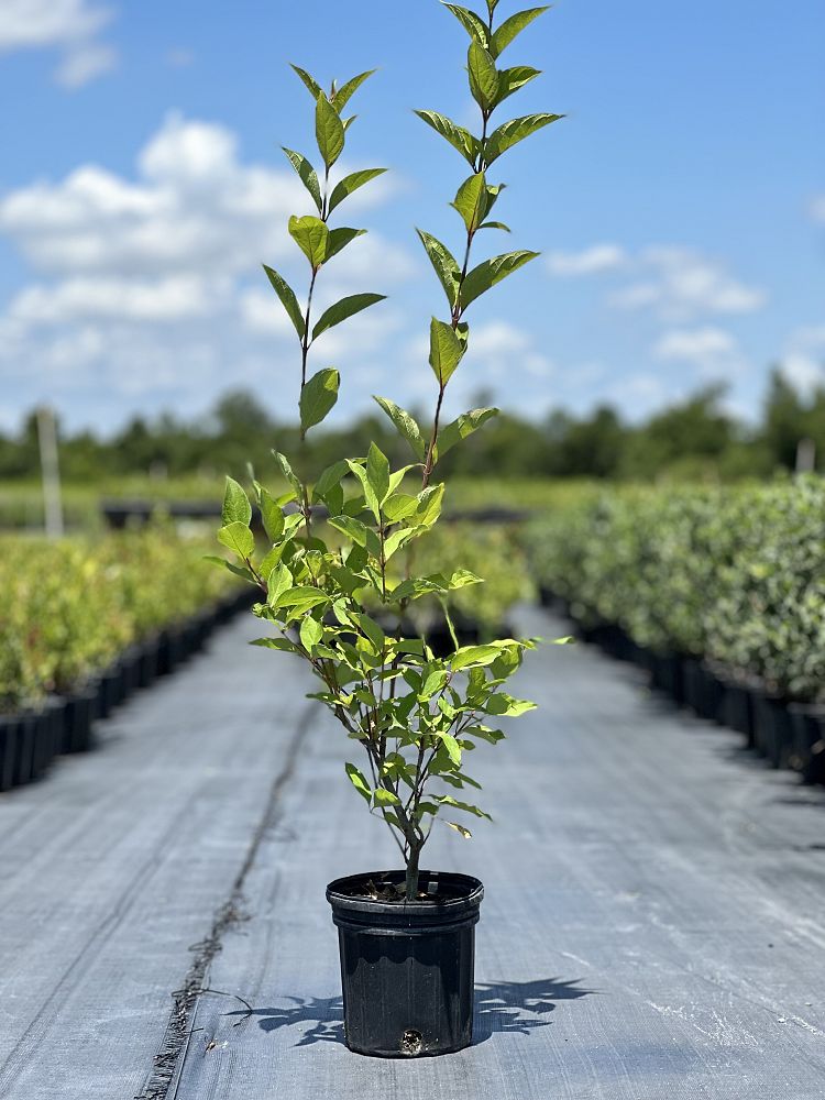 styrax-americanus-american-snowbell