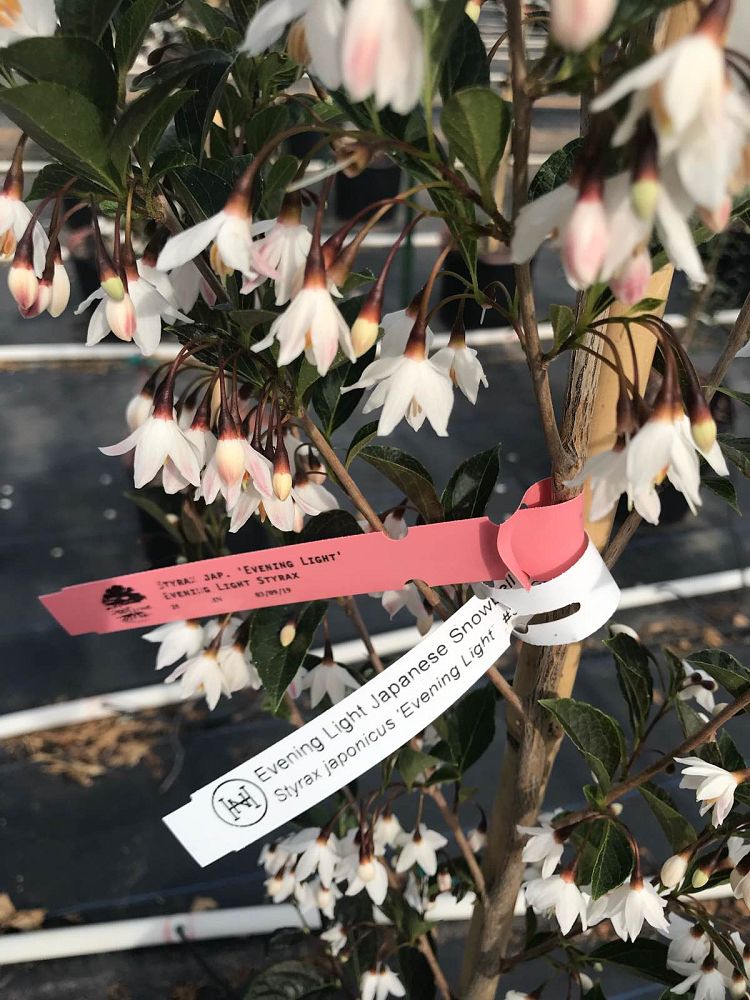 styrax-japonicus-evening-light-japanese-snowbell