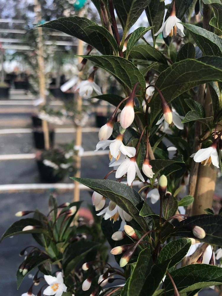styrax-japonicus-evening-light-japanese-snowbell