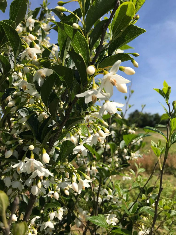 styrax-japonicus-japanese-snowbell