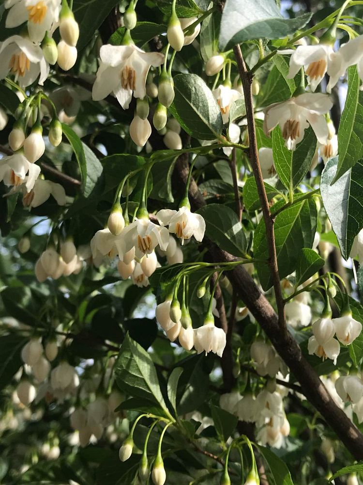 styrax-japonicus-japanese-snowbell