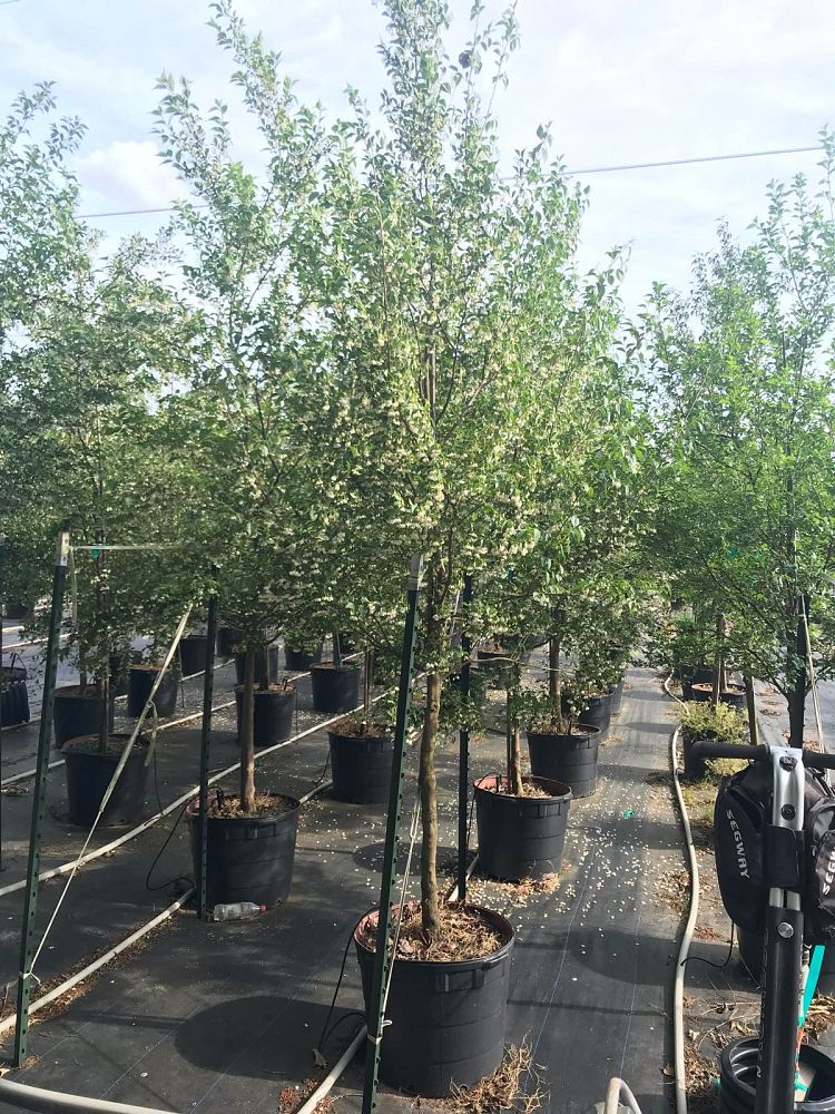 styrax-japonicus-japanese-snowbell