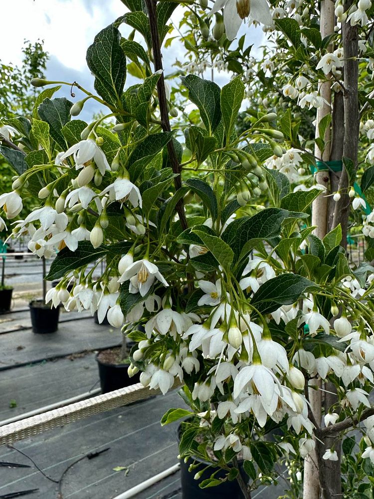 styrax-japonicus-japanese-snowbell