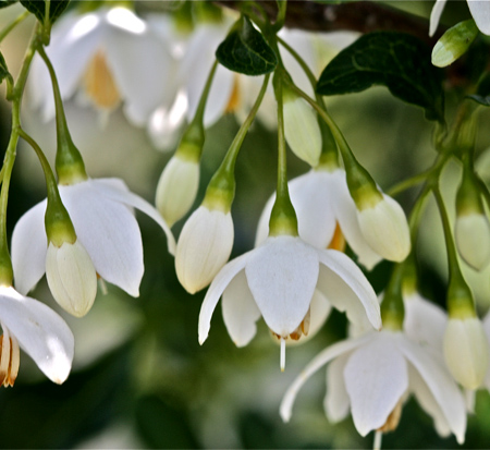 styrax-japonicus-jfs-d-snowcone-reg-snowbell