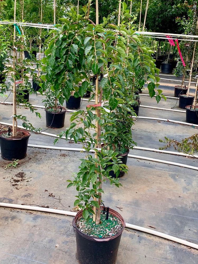 styrax-japonicus-jlweeping-japanese-snowbell-marley-s-pink-parasol