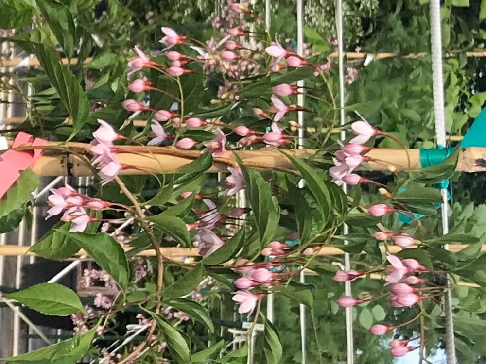 styrax-japonicus-jlweeping-japanese-snowbell-marley-s-pink-parasol