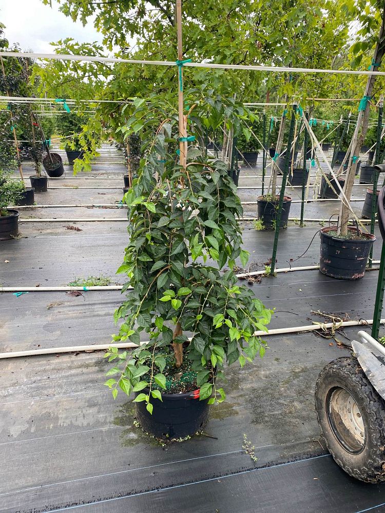 styrax-japonicus-jlweeping-japanese-snowbell-marley-s-pink-parasol