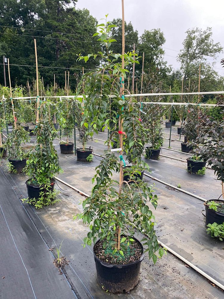 styrax-japonicus-jlweeping-japanese-snowbell-marley-s-pink-parasol