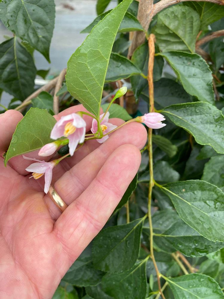 styrax-japonicus-jlweeping-japanese-snowbell-marley-s-pink-parasol