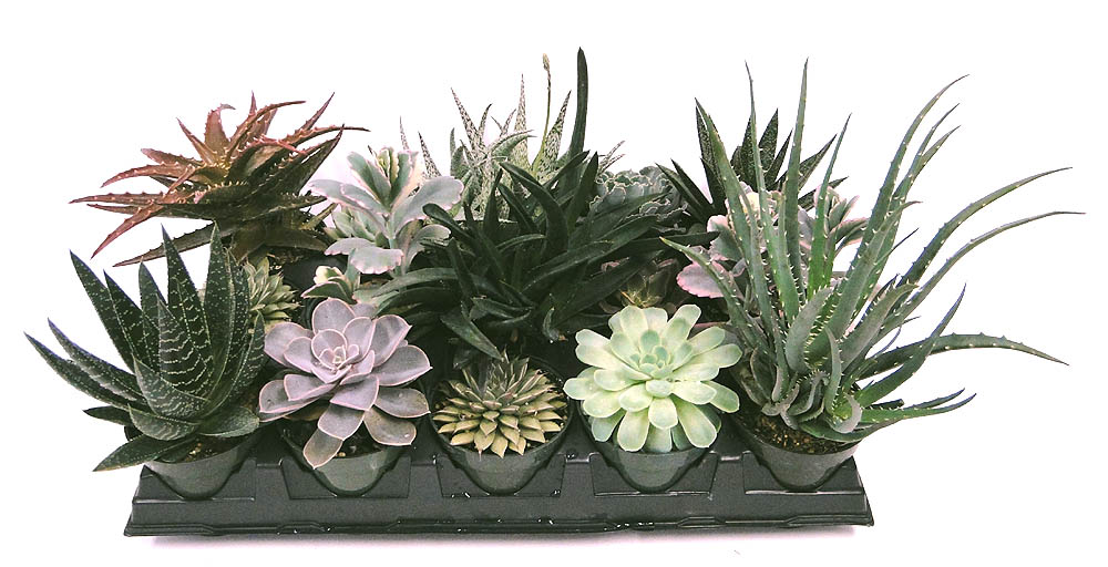 succulents-assorted