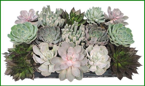 succulents-assorted