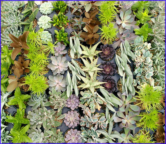 succulents-assorted