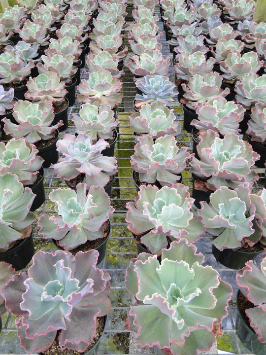 succulents-assorted