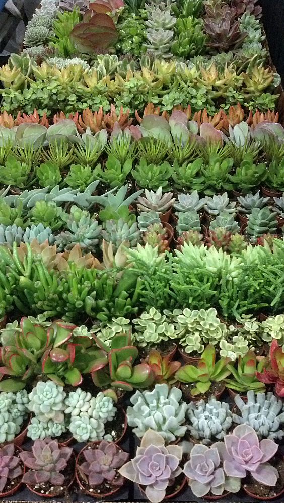 succulents-assorted
