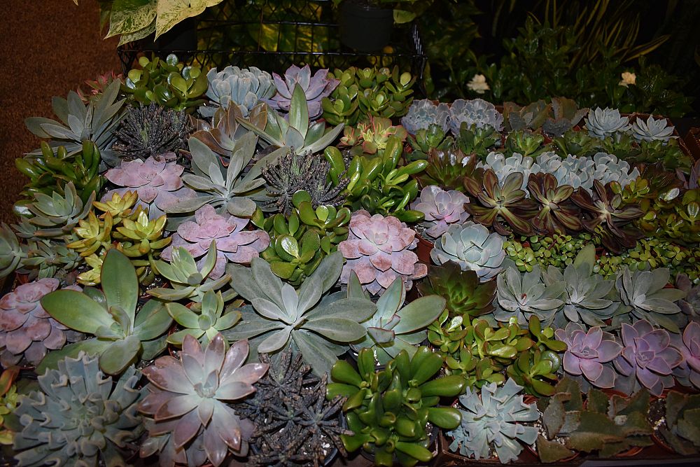 succulents-assorted
