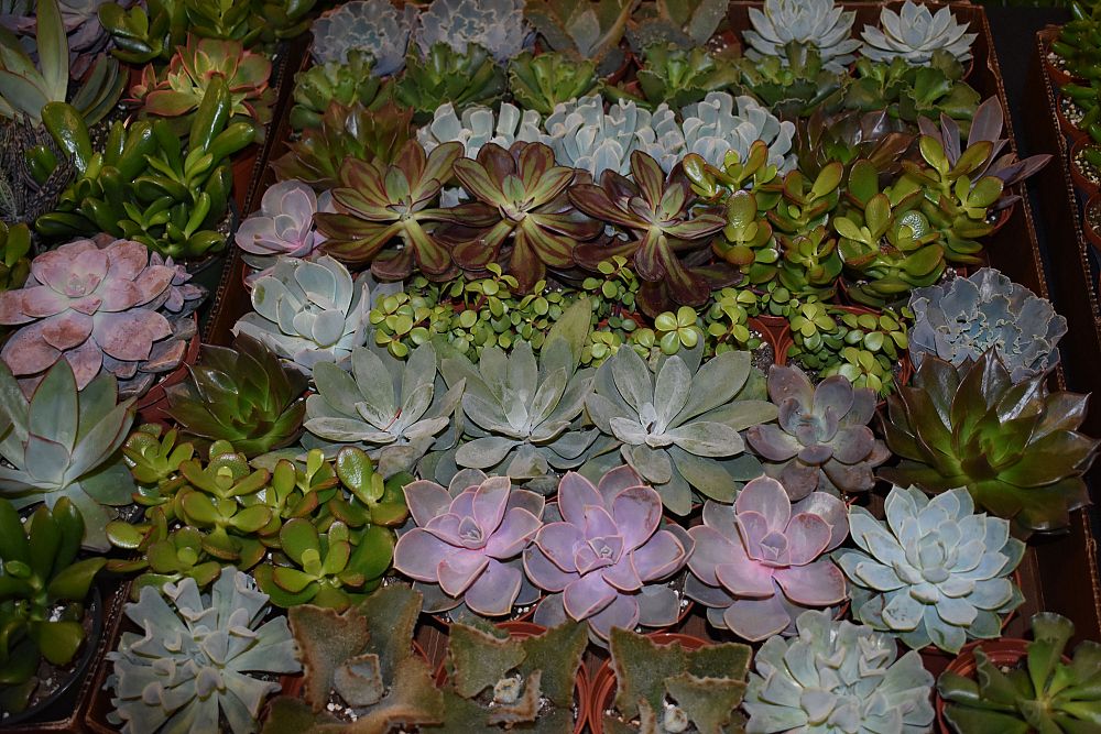 succulents-assorted