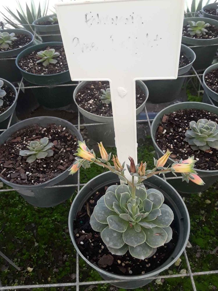 succulents-assorted