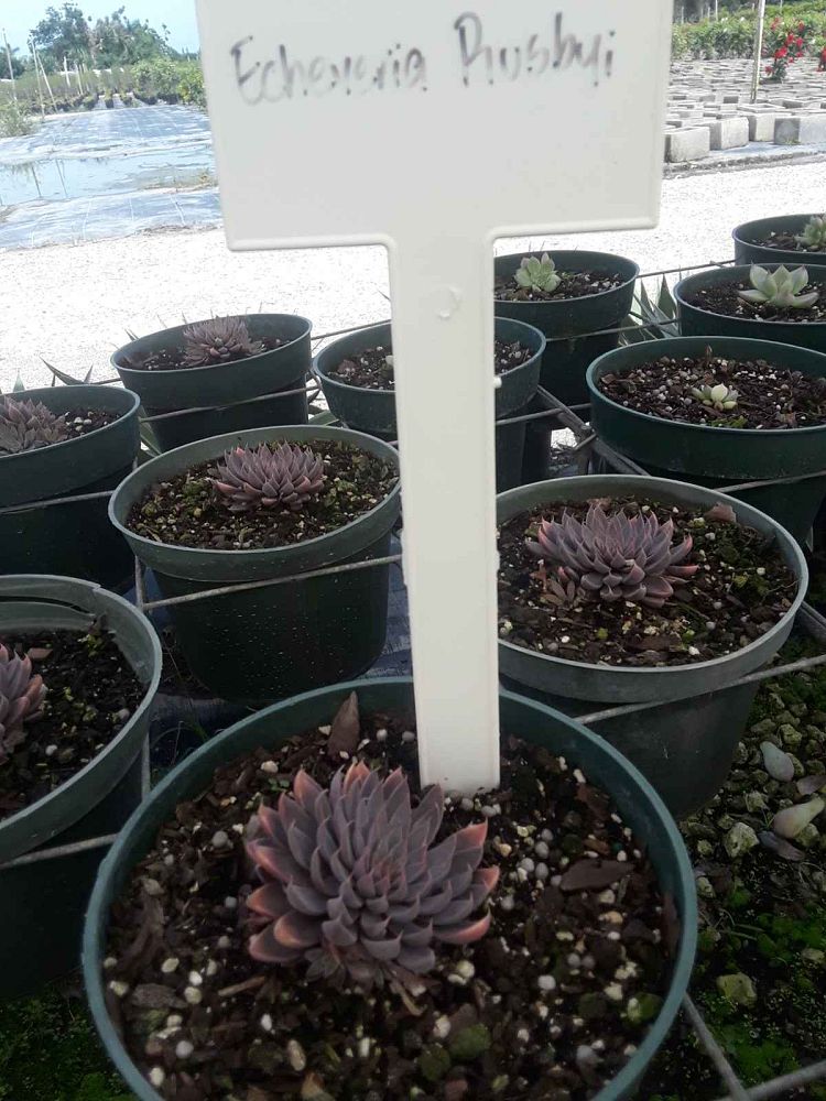 succulents-assorted