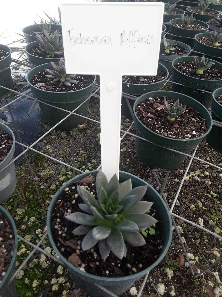 succulents-assorted