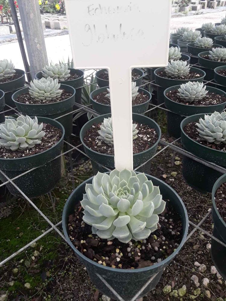 succulents-assorted