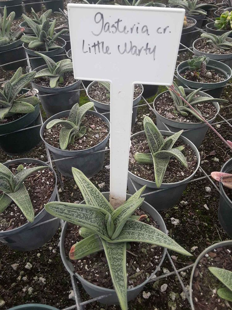 succulents-assorted