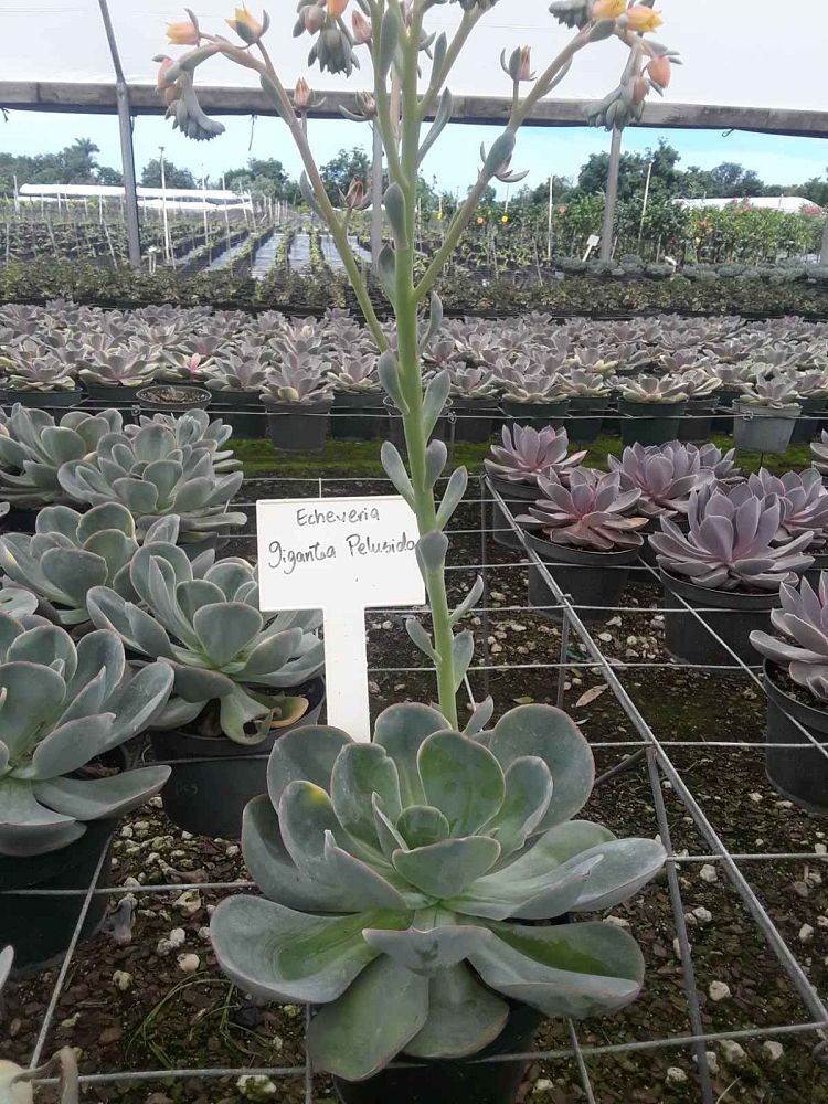 succulents-assorted