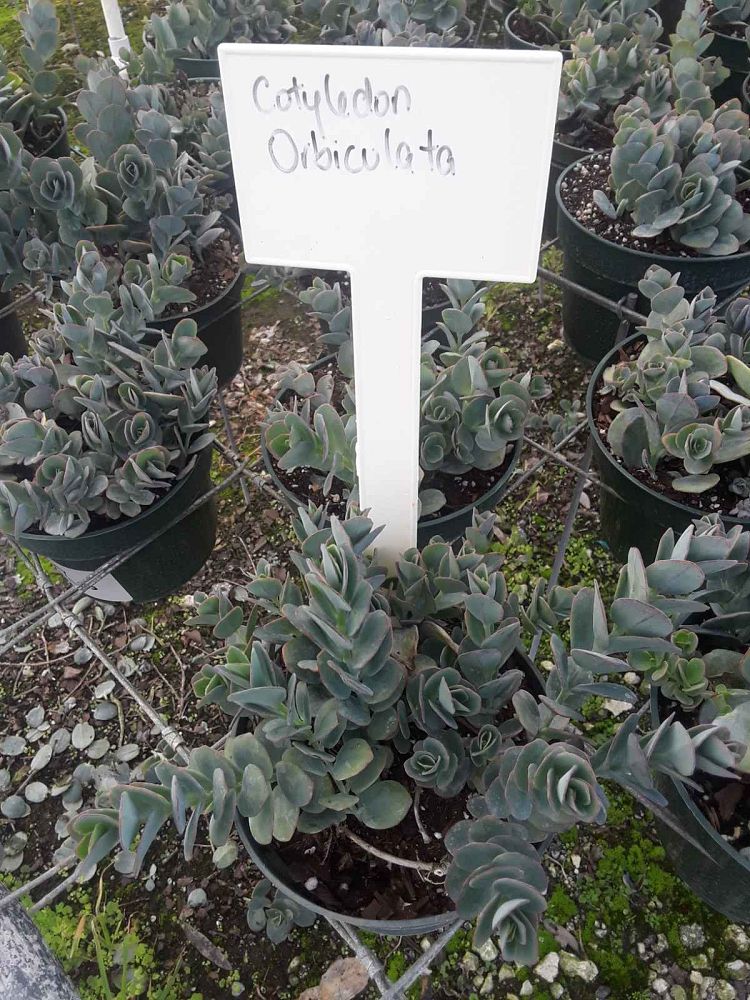 succulents-assorted