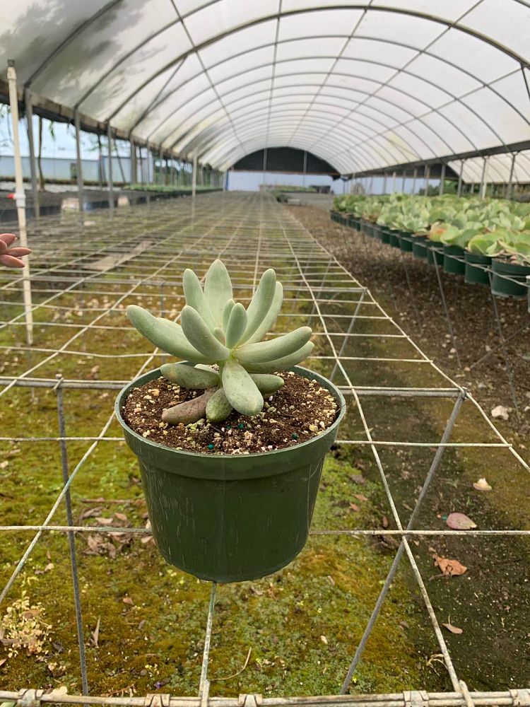 succulents-assorted