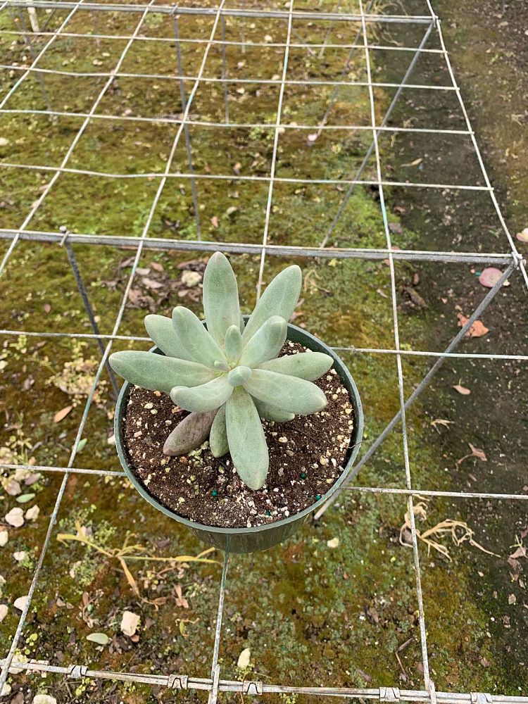 succulents-assorted