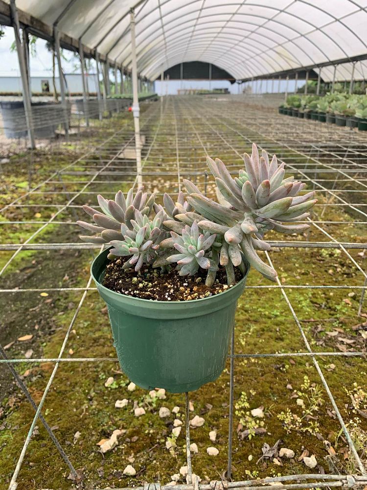 succulents-assorted
