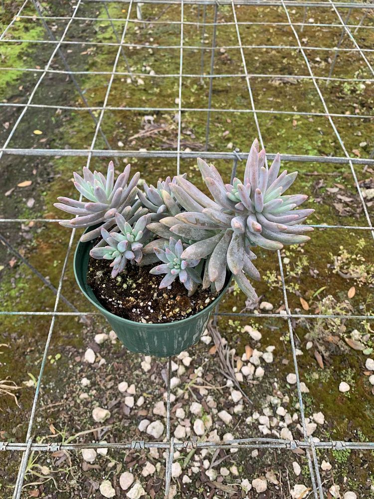 succulents-assorted