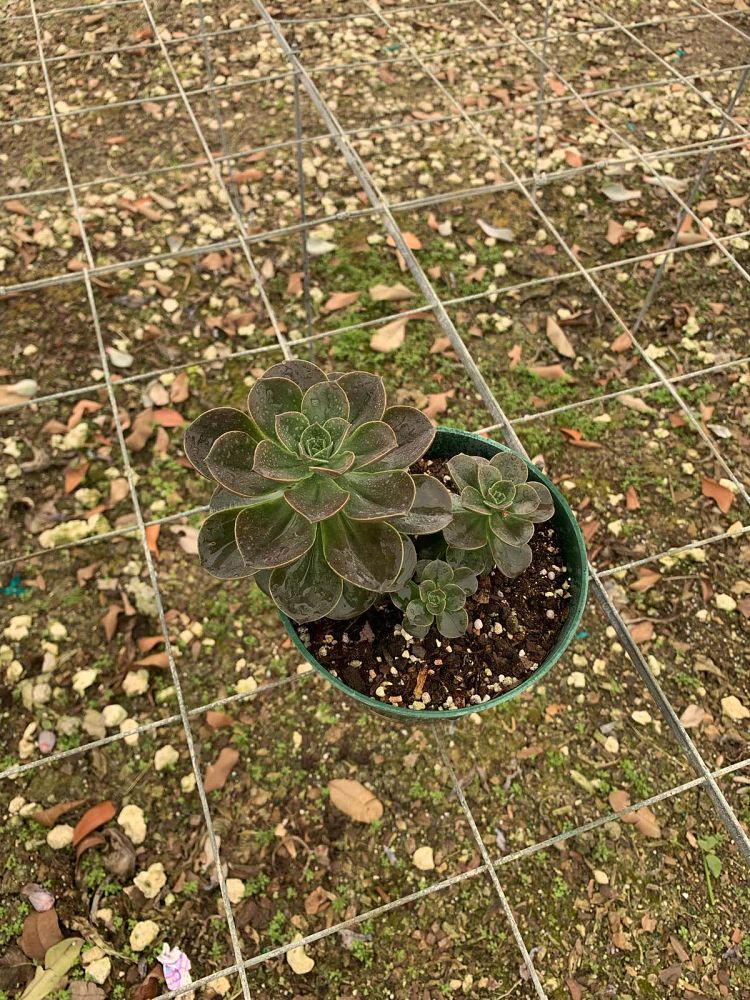 succulents-assorted