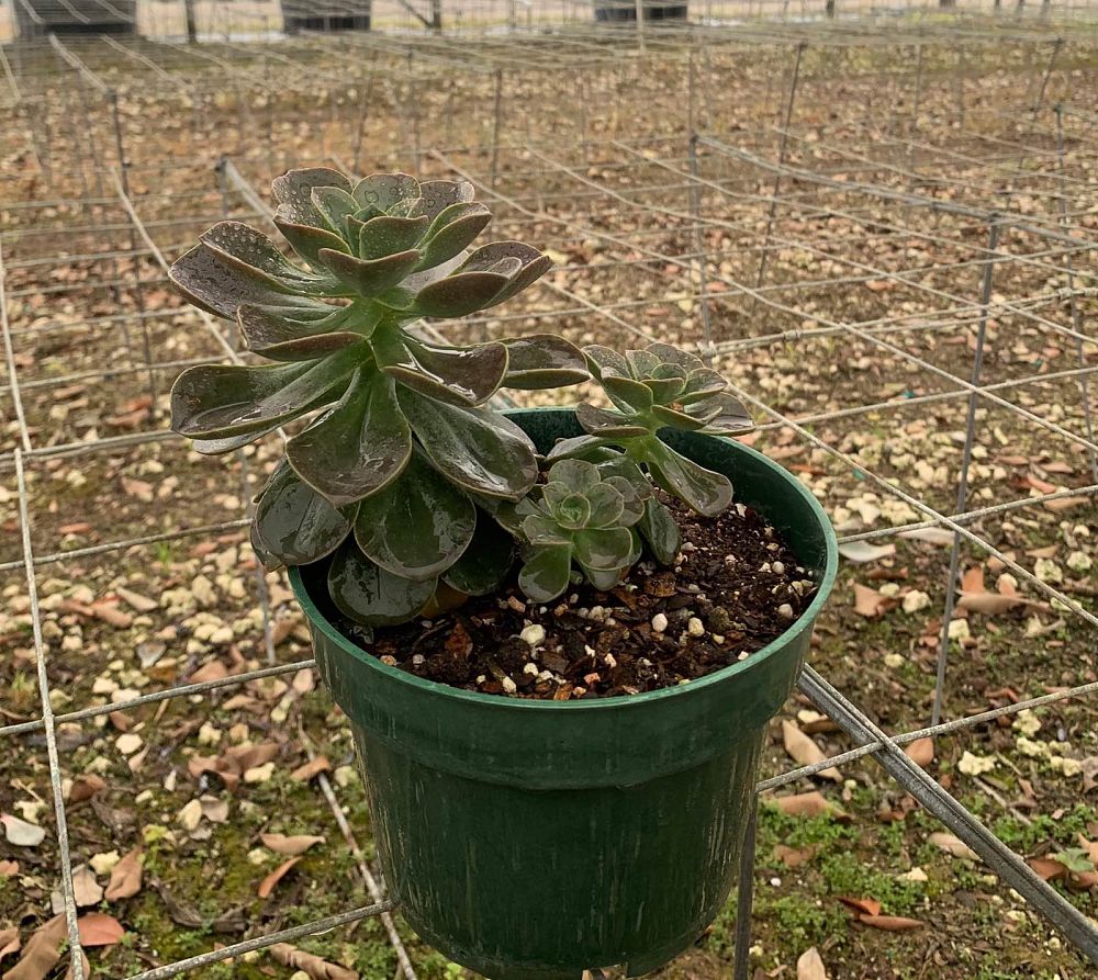 succulents-assorted