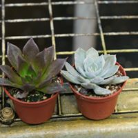 succulents-assorted
