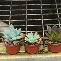 succulents-assorted
