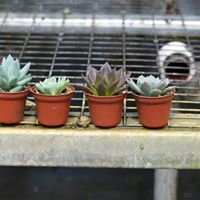 succulents-assorted