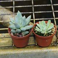 succulents-assorted