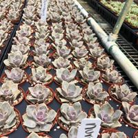 succulents-assorted