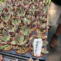 succulents-assorted
