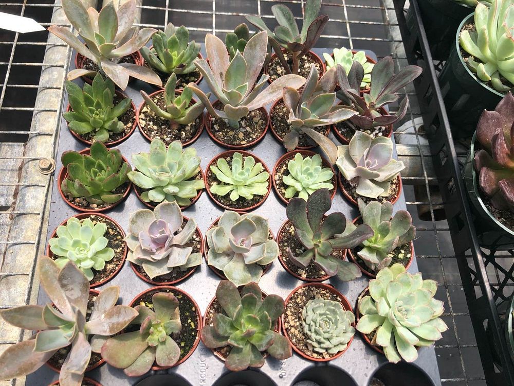 succulents-assorted