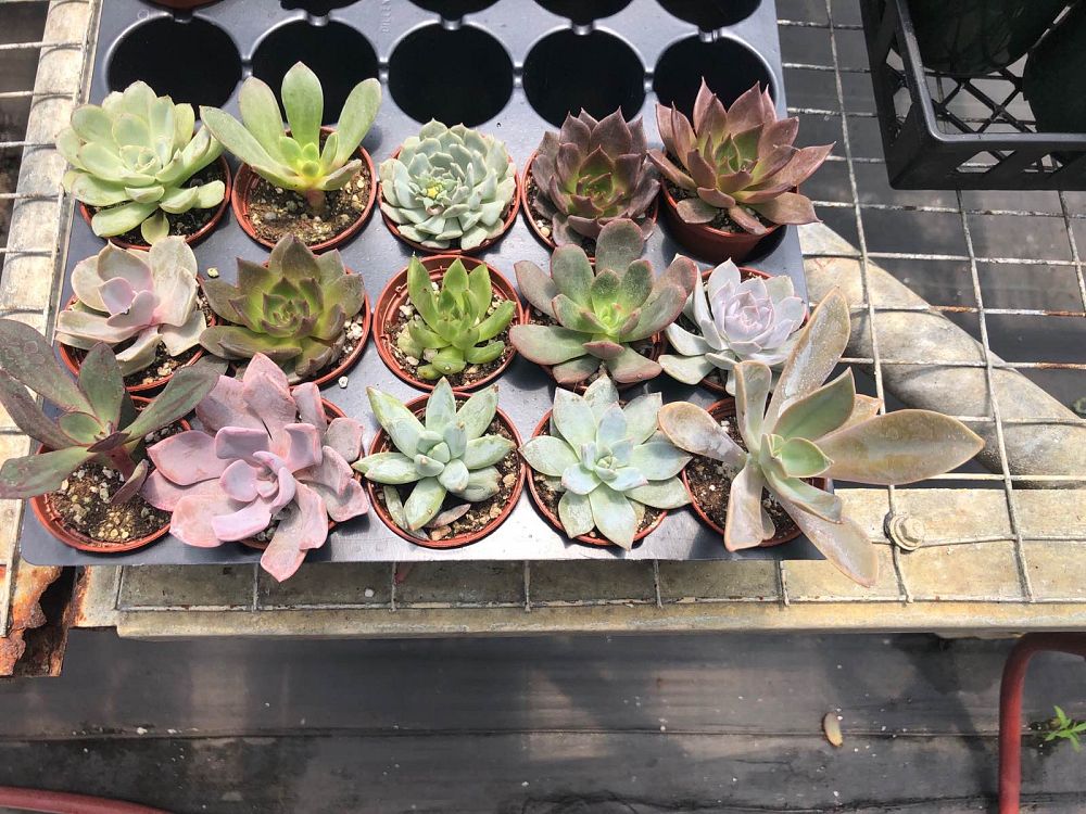 succulents-assorted