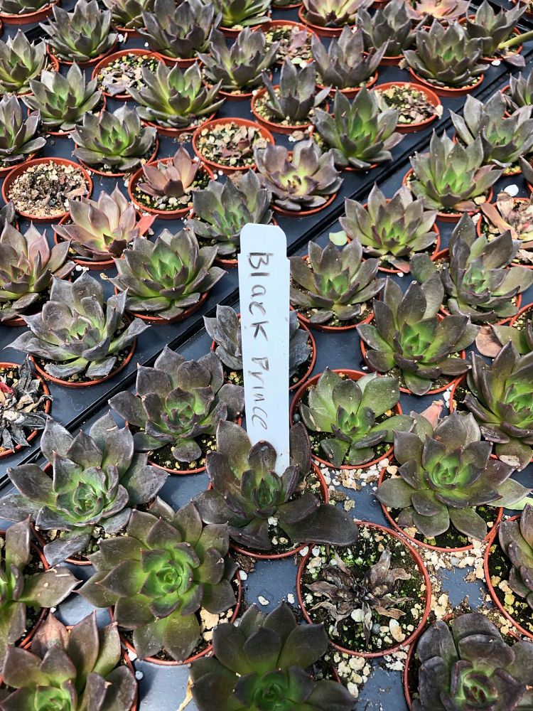 succulents-assorted