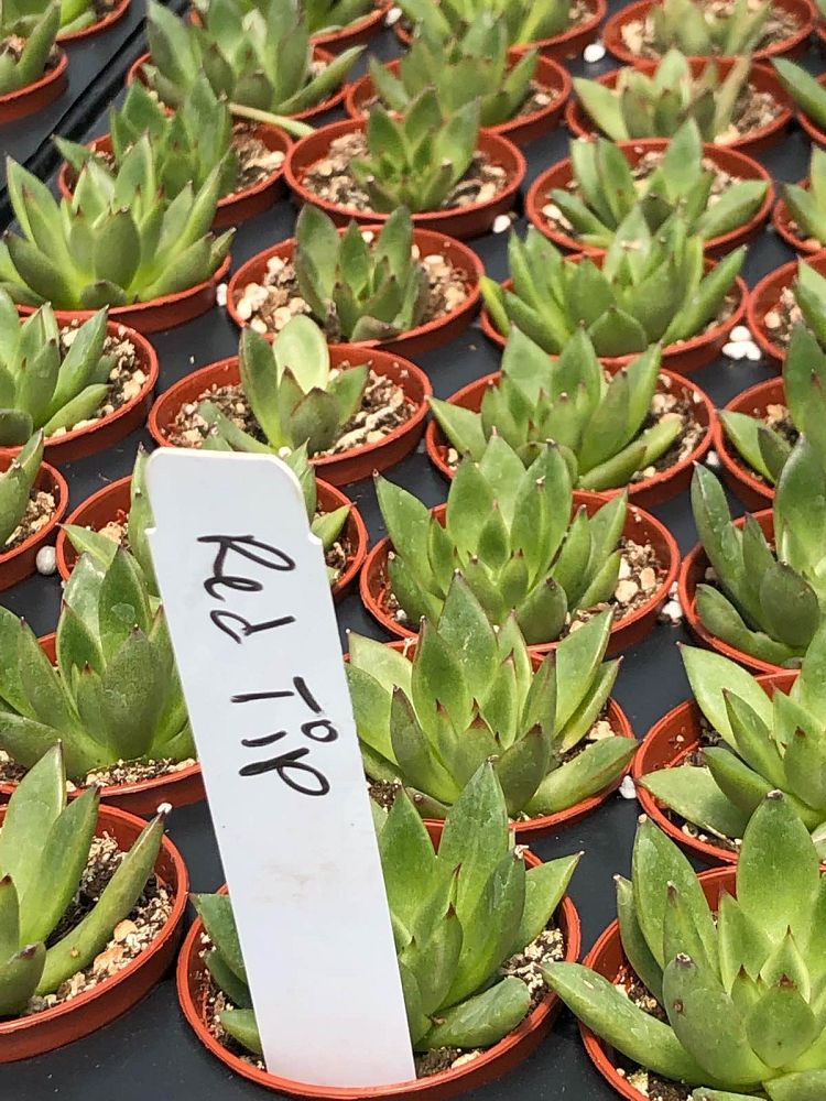 succulents-assorted