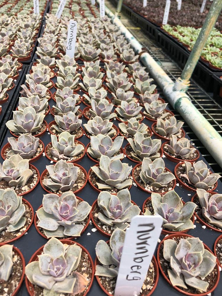 succulents-assorted