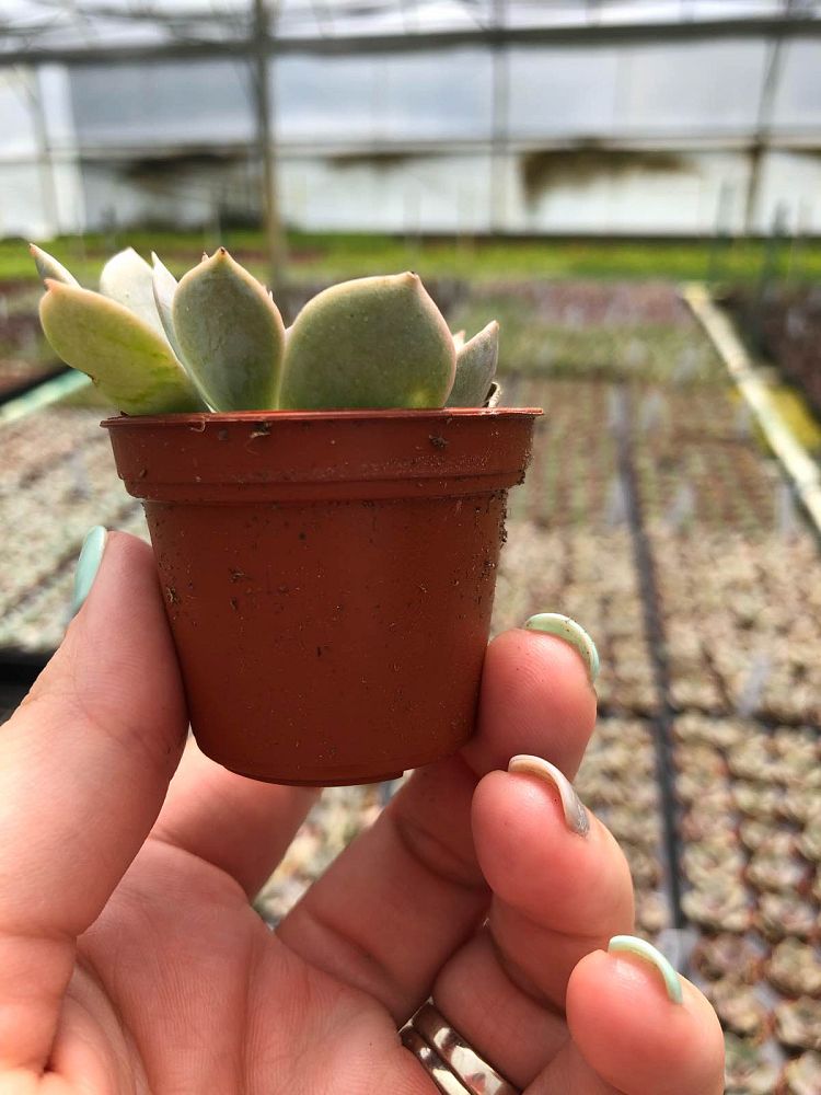 succulents-assorted
