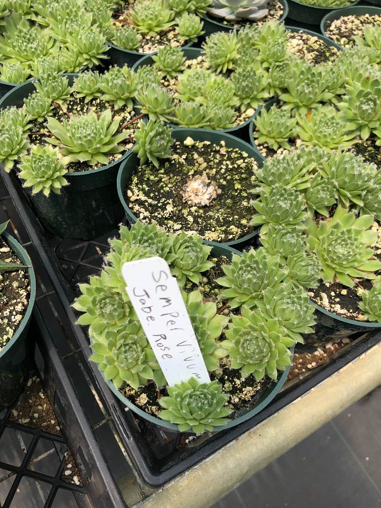 succulents-assorted